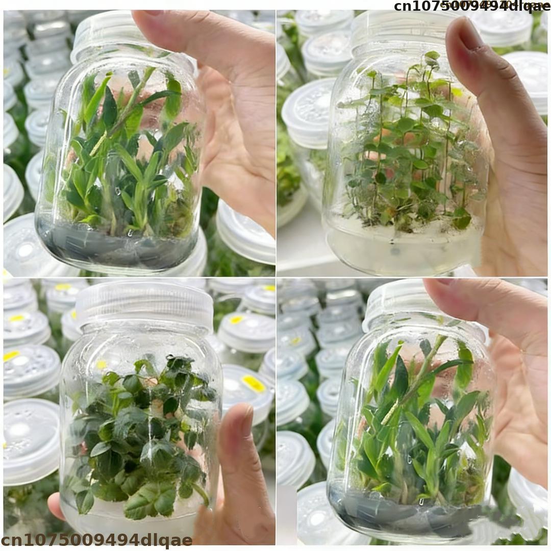 Pó de Agar para Cultura de Tec - Agar Tissue Culture avaliação e preço