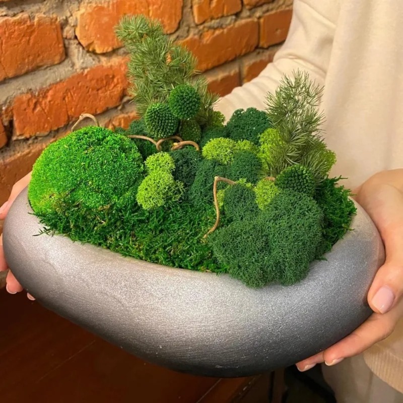 Musgo Verde Artificial, Musgo  - Sphagnum Moss Dry avaliação e preço