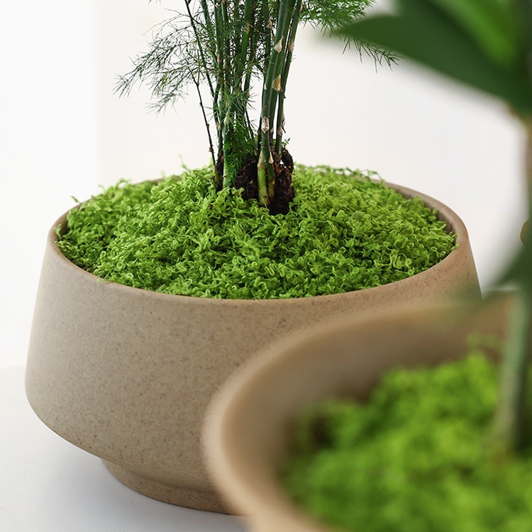 Grande pacote realista musgo a - Sphagnum Moss Dry avaliação e preço